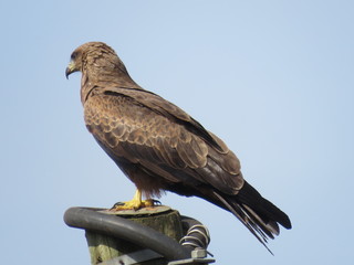 hawk perched on an electric pole