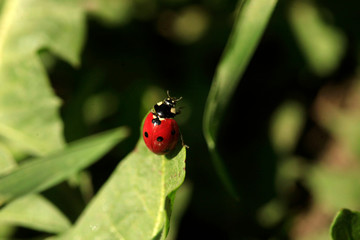 Fototapeta premium Red ladybug sitting on plant