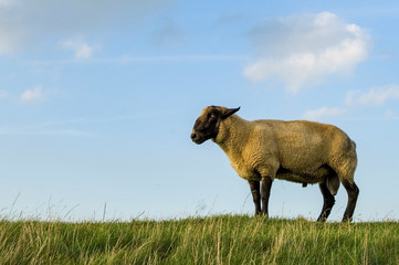 sheep on dike