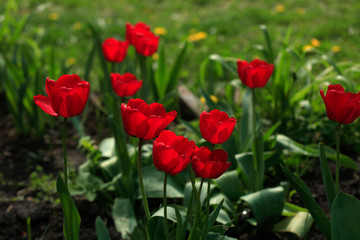 Fototapeta na wymiar Red tulips on green background