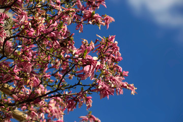 Pink magnolia on blue sky background