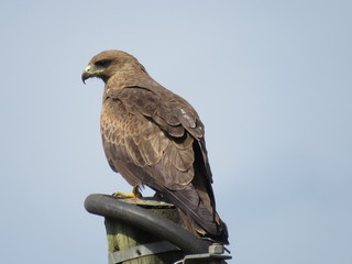 red tailed hawk perched