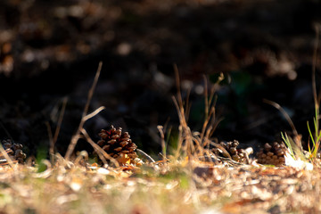 pinecone in sunshine
