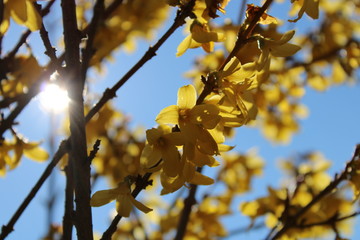 blühender Osterstrauch in der Frühlingssonne