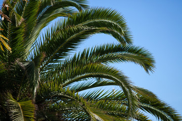 Fototapeta na wymiar View of plam tree leafs and blue sky on a sunny day
