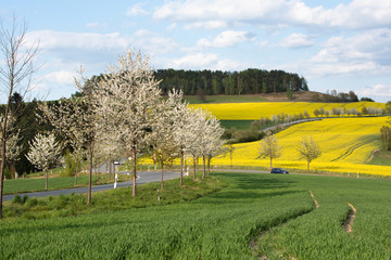 Sächsische Schweiz, Rapsfelder, Roadtrip.