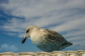 Obraz premium seagull on the beach