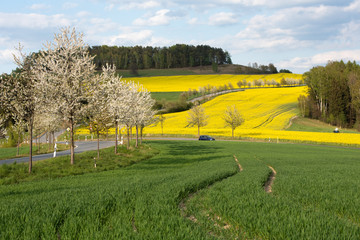 Sächsische Schweiz, Rapsfelder, Roadtrip.