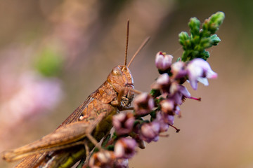 grasshopper on a flower