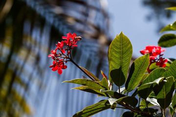Bumble Bee to Flower