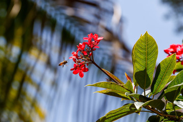Bumble Bee to Flower