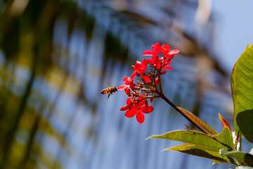 Bumble Bee to Flower