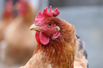 Chicken on the farm, poultry concept. Brown hen portrait