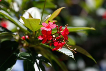 Bumble Bee to Flower