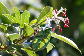 Bumble Bee to Flower