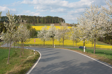 Sächsische Schweiz, Rapsfelder, Roadtrip.