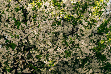 Texture of flowering fruit trees in spring. Tree branch in the foreground in delicate white spring flowers