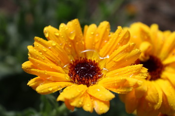 blühende Ringelblume im Frühling mit Wassertropfen