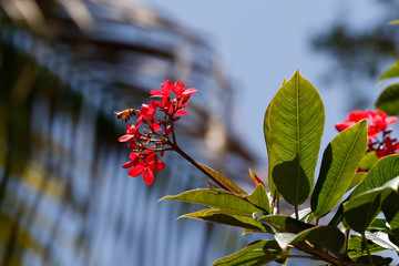 Bumble Bee to Flower