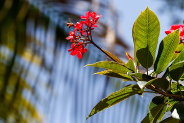 Bumble Bee to Flower