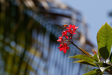 Bumble Bee to Flower