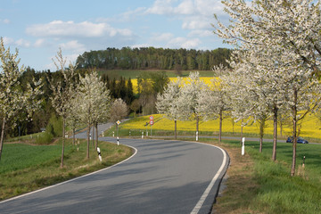 Sächsische Schweiz, Rapsfelder, Roadtrip.