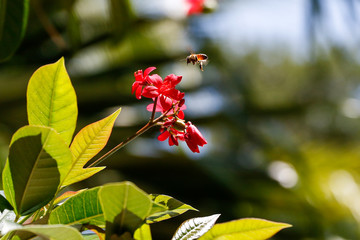 Bumble Bee to Flower