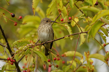 robin on branch