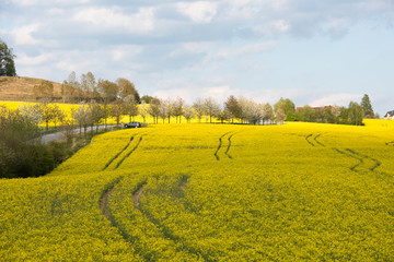 Sächsische Schweiz, Rapsfelder, Roadtrip.