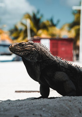 galapagos land iguana