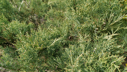 Branches of a juniper. Fon. Beautiful background. Banner.