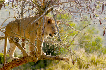 Adolescent lion is stuck in a tree trying to get down.