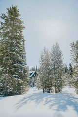 Fototapeta premium snow covered trees