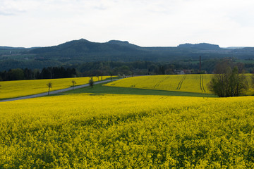S&auml;chsische Schweiz, Rapsfelder, Roadtrip.