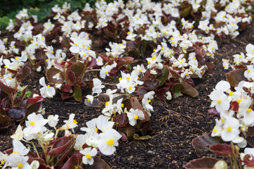 Blooming white begonias on the ground