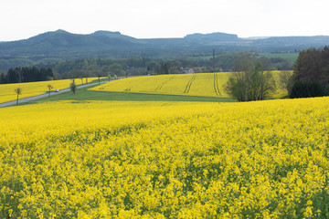 Sächsische Schweiz, Rapsfelder, Roadtrip.