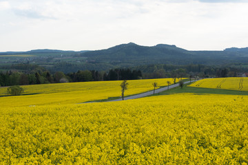 Sächsische Schweiz, Rapsfelder, Roadtrip.