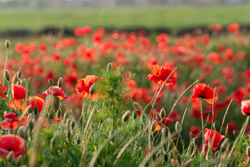 Field of poppies on a sunset