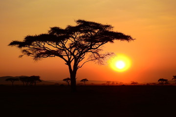 Fototapeta na wymiar wunderschöner Sonnenuntergan im Serengeti Nationalpark in Tanzania
