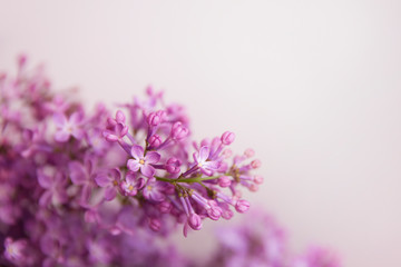 Obraz premium Gałąź kwitnących kwiatów bzu (syringa). Liliowe tło. Liliowy zbliżenie.