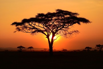 Plakat Sonnenuntergang im Serengeti Nationalpark in Tanzania
