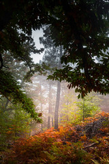 Castañar del tiemblo, Avila