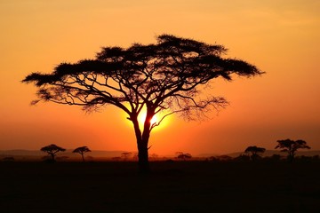 Plakat Sonnenuntergang hinter Baum, Serengeti Nationalpark, Tanzania
