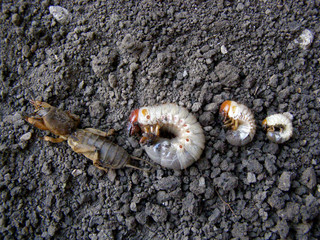 Gryllotalpidae, gryllotalpinae. Harmful insects, larvae.  Brown, white. Growth cycle. Rodents. Agriculture. 