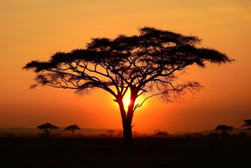 Sonnenuntergang im Serengeti Nationalpark in Tanzania - obrazy, fototapety, plakaty