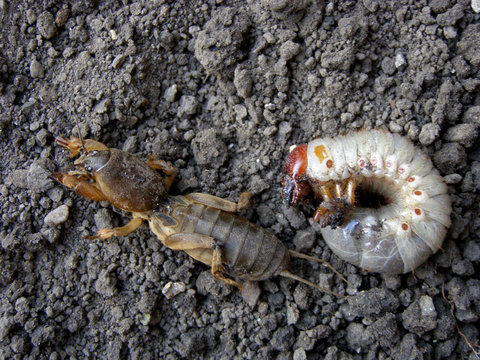 Gryllotalpidae, gryllotalpinae. Harmful insects, larvae. Digging, rodents. Brown. Growth cycle. Destroys vegetables.