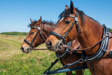Freiberger Pferde eingespannt in Kutsche im Frühling