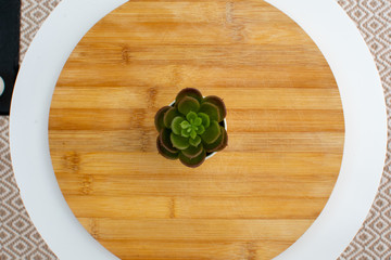 plant over wood table