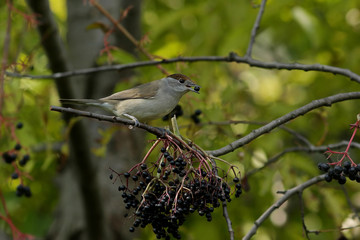 great tit on branch