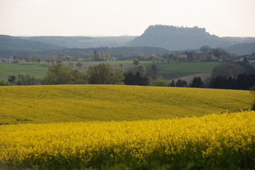 Raps, Sonnenuntergang, Sächsische Schweiz.